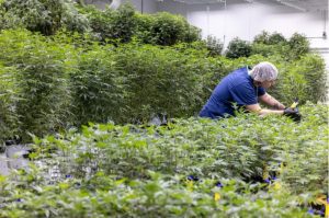 A Mockingbird Cannabis employee tends to the "mother" medical marijuana plants at Mockingbird Cannabis in Raymond, Miss., January 20, 2023. These plants are used for create clones, which are cut from the "mother" plant and grow into plants themselves. Credit: Eric Shelton/Mississippi Today