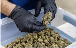 A Mockingbird Cannabis employee sorts through medical marijuana at the facility in Raymond, Miss., January 20, 2023. Credit: Eric Shelton/Mississippi Today