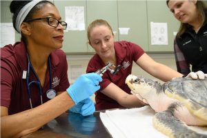 Dr. Debra Moore, an assistant clinical professor in MSU’s College of Veterinary Medicine, evaluates a sea turtle as part of university efforts to monitor the health of marine mammals and sea turtles in the Mississippi Sound. (Photo by Tom Thompson)
