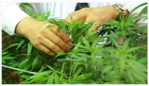 The university has a new five-year contract and $2 million work order from the National Institute on Drug Abuse to grow marijuana and produce related materials for research. Photo by Kevin Bain/Ole Miss Digital Imaging Services