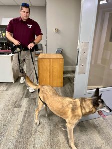 MSU Police Sgt. Nick Coe and specially trained K-9 Bessi sweep areas impacted by the recent threat. No suspicious devices were found. (Photo by Allison Matthews)