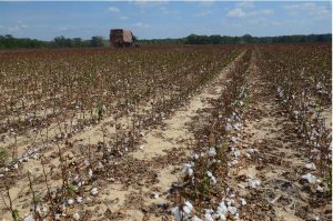 Walter West,Jr., harvests cotton at his farm in rural Hazlehurst, Friday, Sept. 22, 2023. Ordinarily, West's cotton crops would look like a sea of white, but this season's crops have been severely impacted by drought conditions. Credit: Vickie D. King/Mississippi Today