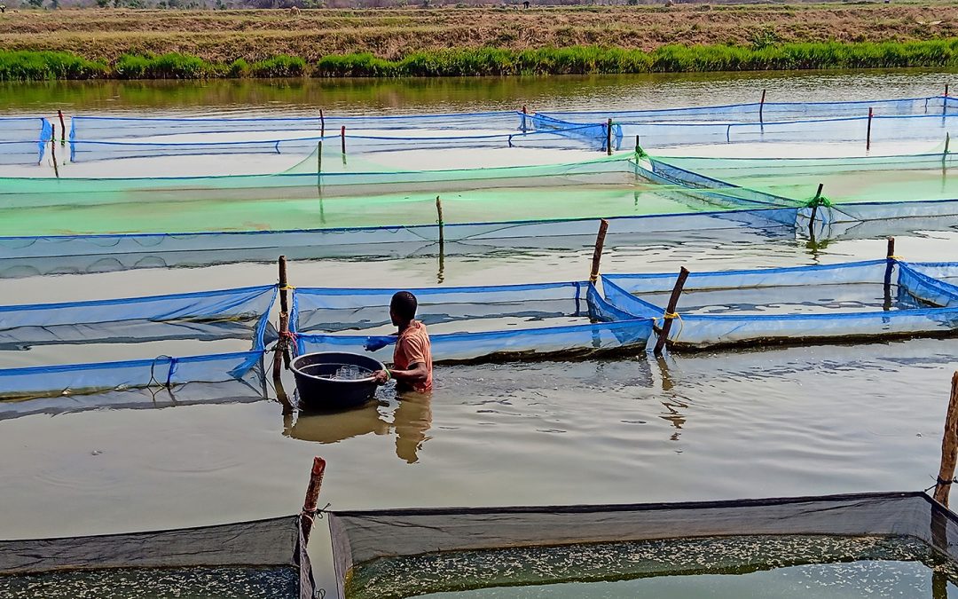 $15 million to MSU-led Fish Innovation Lab extends global food security pursuits through aquatic systems