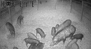 Ag Commissioner Andy Gipson announced that the Mississippi Department of Agriculture and Commerce will be accepting a new round of applications for its Wild Hog Control Program, which provides “smart” traps to landowners and managers for the control of wild hogs on private agricultural and forestry lands in Mississippi. The application period will be open November 1 through November 15, 2023.