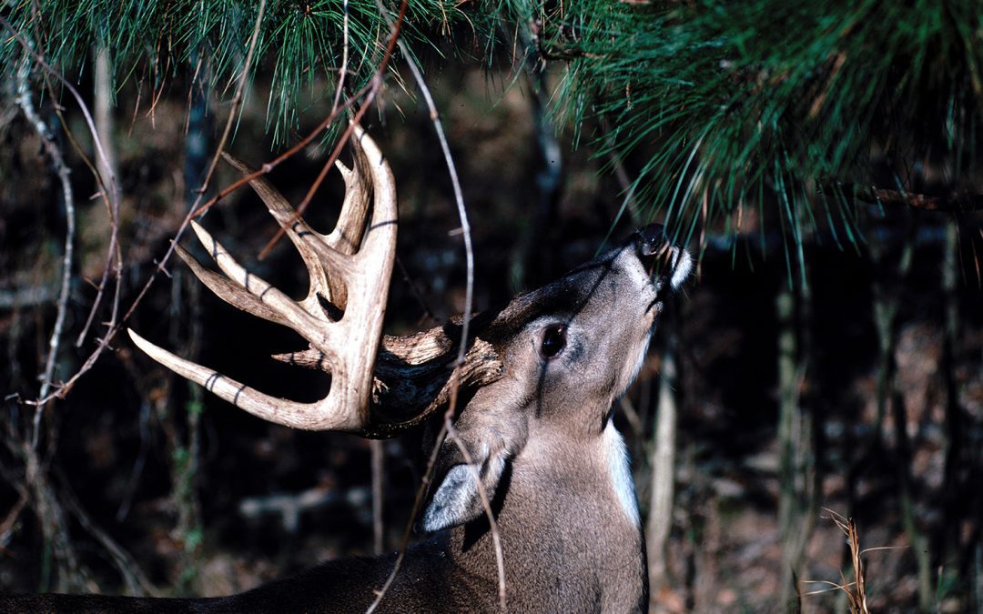 MSU researchers pioneer new method to detect Chronic Wasting Disease
