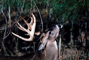 A buck near a licking branch. (Photo courtesy of Paul T. Brown)