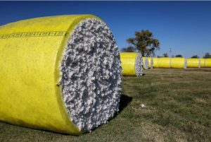 Harvested cotton is seen at George Mahalitc's Issaquena-South Washington Gin Inc. in Glen Allan, Miss., on Nov. 1, 2023