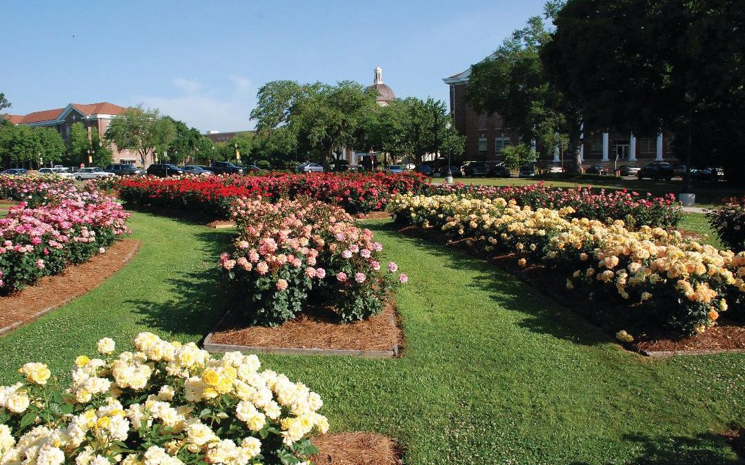 Kara’s Sights & Bites: Hattiesburg offers history, hummus, hot chicken and hundreds of roses