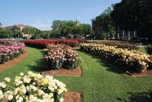 he All-American Rose Garden at The University of Southern Mississippi in Hattiesburg is open to the public seven days a week for browsing and photo shoots. Photo by USM.