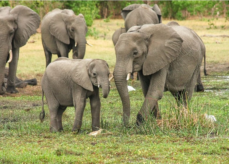 Coffee Time: “THE EARS AND MEMORIES OF BABY ELEPHANTS”