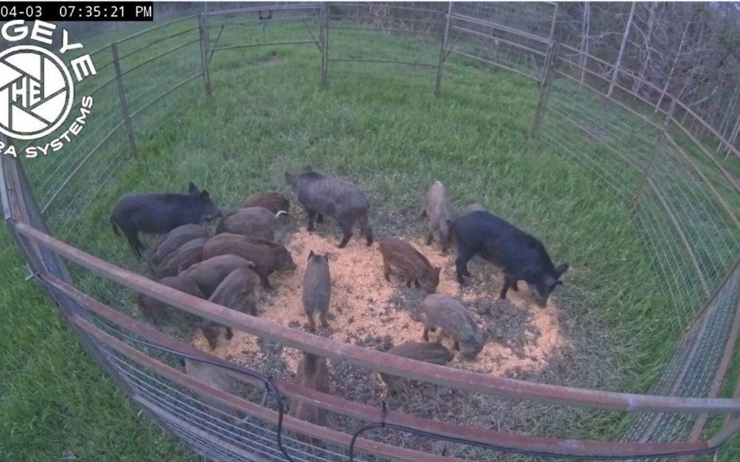 Agriculture Commissioner Andy Gipson Announces May 2024 Wild Hog Control Program Application Period