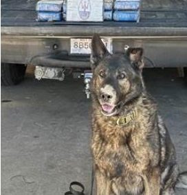 K-9 Deputy Voodoo with 22 pounds of fentanyl