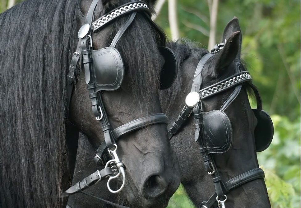 CoffeeTime: Horse Blinders