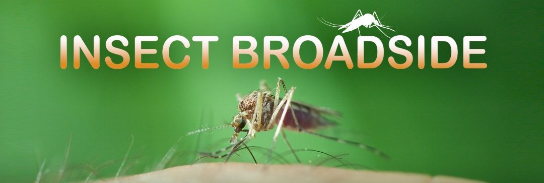 Insect Broadside: Mosquitoes wage viral warfare, Including West Nile
