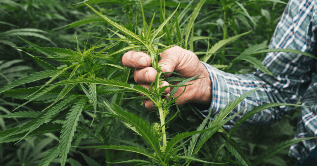DPS Commissioner believes the federal government should set standards in relation to hemp and cannabis since current state and federal laws are at odds.