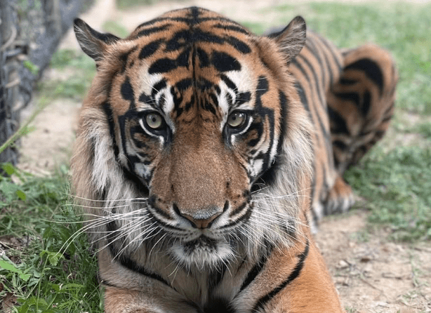 Built to last? The Jackson Zoo’s long road to survival
