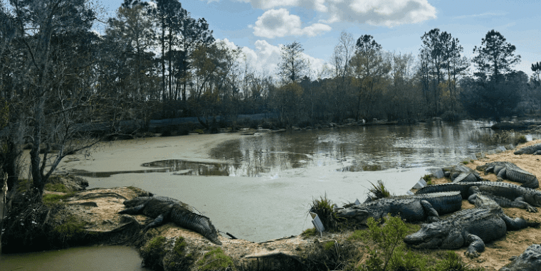 Discover Mississippi: Gulf Coast Gator Ranch and Tours