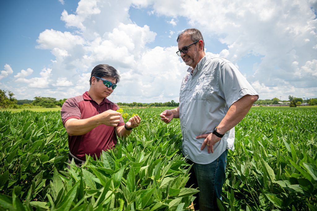  From left, Mississippi State's Paul Tseng and Luis de Avila pictured in a soybean field at the university's R.R. Foil Plant Science Research Center. (Photo by David Ammon)