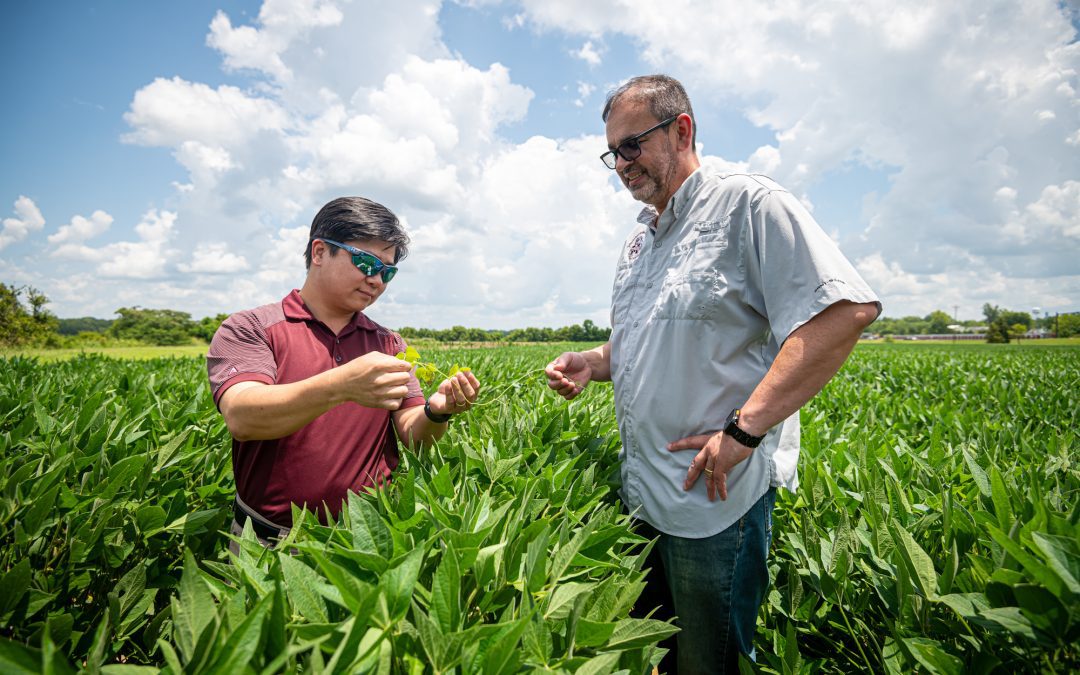 Mississippi State scientists make progress against resistant weeds