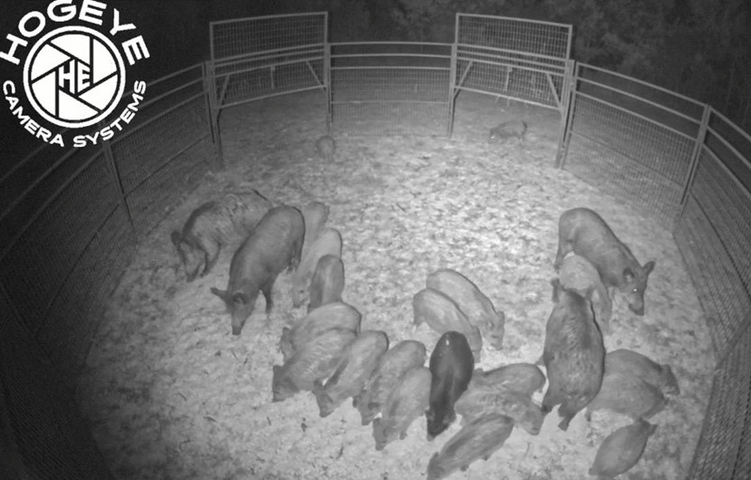 Agriculture Commissioner Andy Gipson Announces August 2025 Wild Hog Control Program Application Period