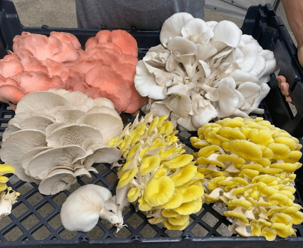 Chef Nicholas Gipson’s down home mushrooms