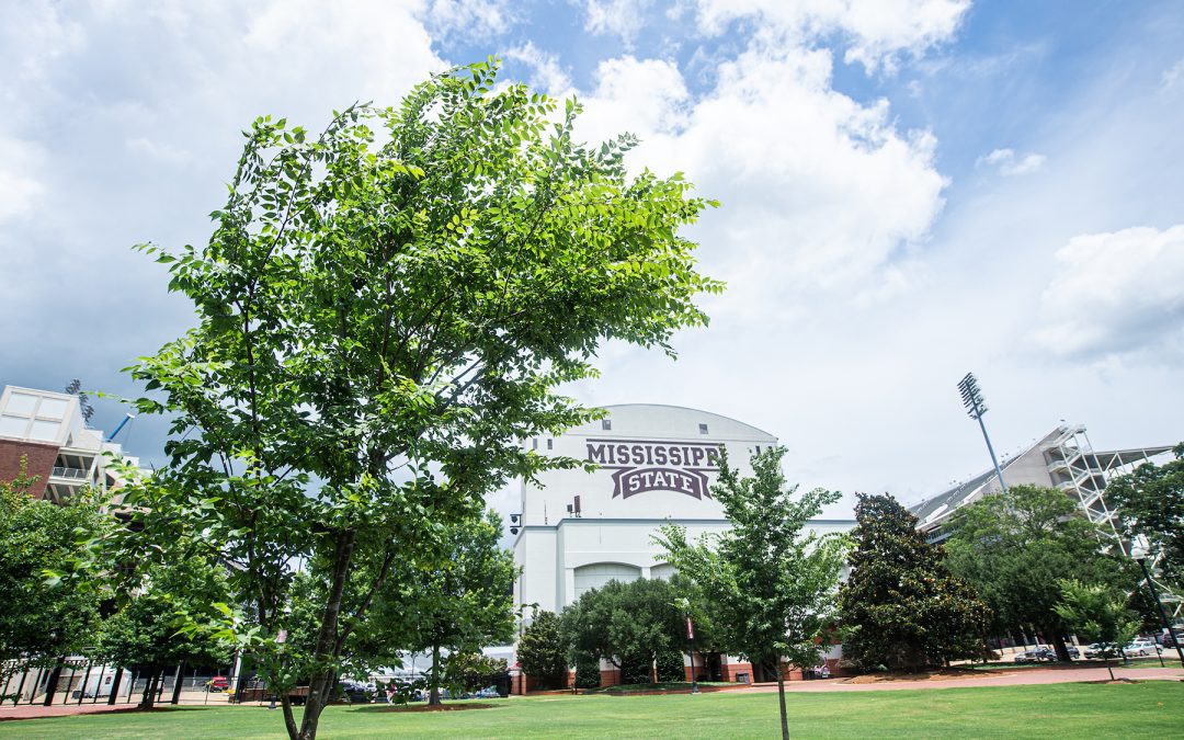 Mississippi State adds 2,000 trees to campus landscape, transforming university’s ‘great outdoors’