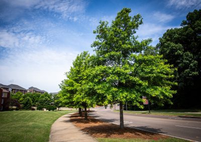 Trees line Bailey Howell Drive near Zacharias Village on MSU’s north side of campus. (Photo by Grace Cockrell)