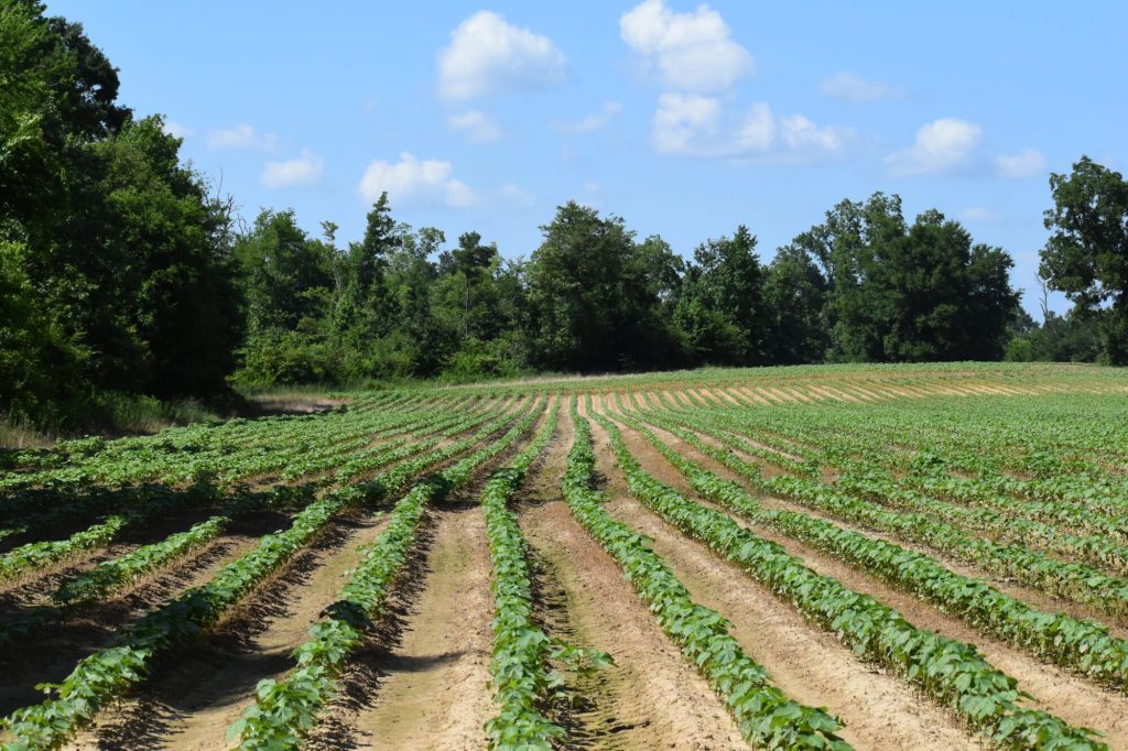 Crop rows on Mississippi farm (Photo from Shutterstock)