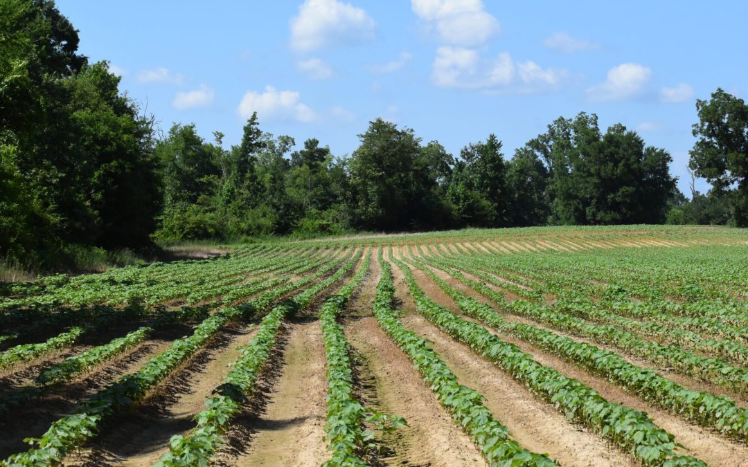MSU Ag report: Row crop producers in Mississippi facing a very tough road ahead