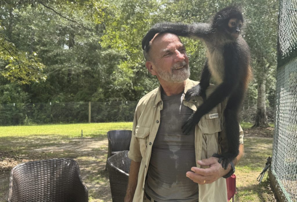 Louie the spider monkey climbs on John Richard, a volunteer at the Gulf Coast Primate Sanctuary in Perkinston, Mississippi on Friday, July 25, 2025. (AP Photo/Sophie Bates)