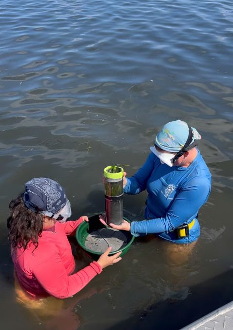Southern Miss GCRL Director Leads Major Seagrass Restoration Effort on Chandeleur Islands
