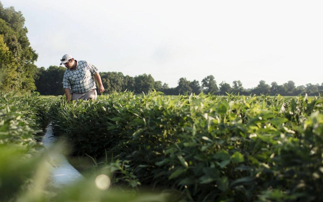 (Photo from the Mississippi Soybean Promotion Board on Facebook)