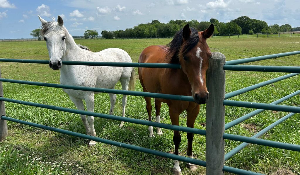Mississippi State University is home to the world’s leading researchers working to solve laminitis in horses as part of the Nancy Fair Link Laminitis Research Center, a new state-of-the-art facility at MSU’s College of Veterinary Medicine anticipated to open in fall 2027. (Courtesy photo)