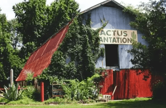 Discover Mississippi: Country’s only cactus plantation found in Edwards