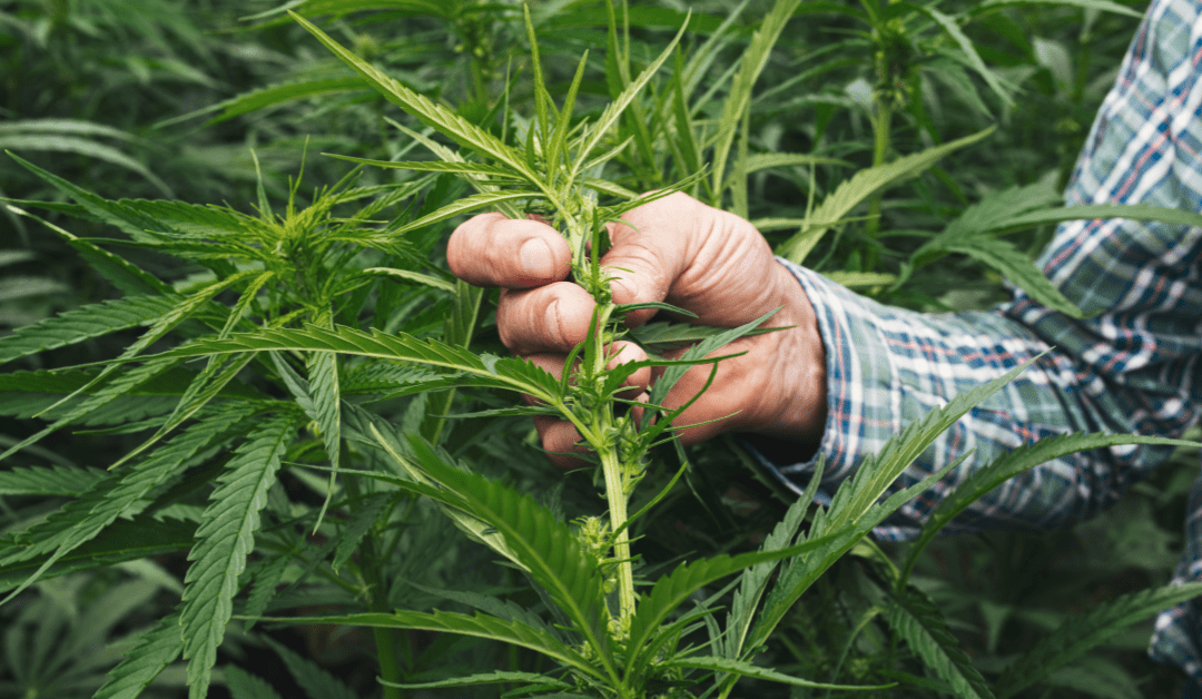 State legislators discuss effects, likely outcomes of new federal intoxicating hemp ban