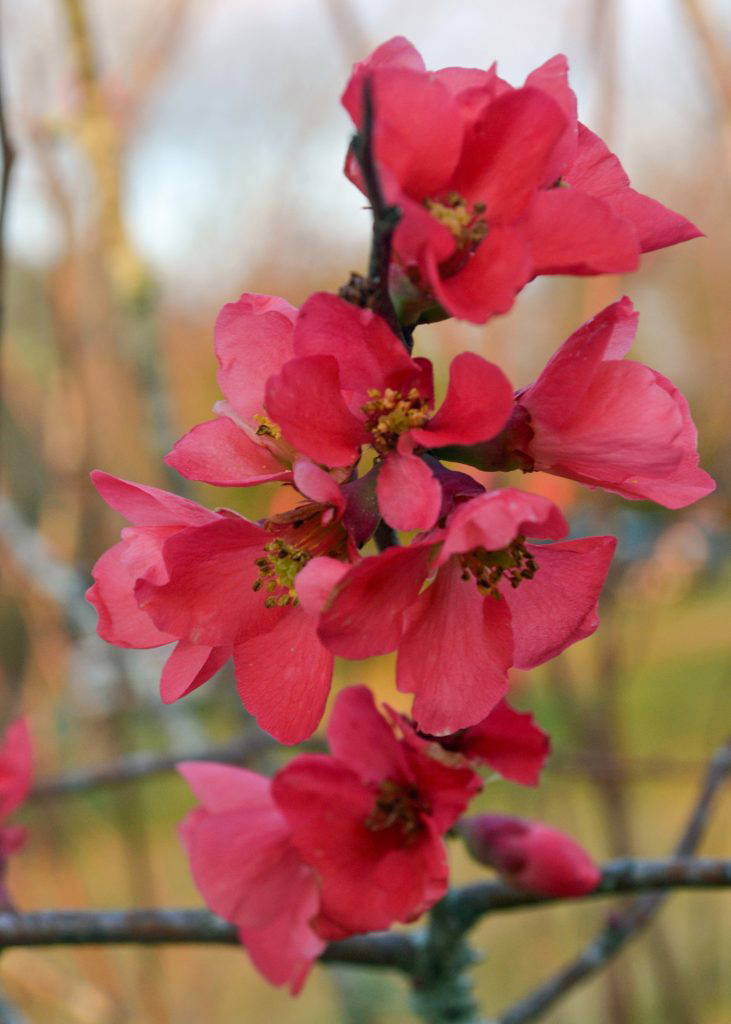 The bright blooms of flowering quince are most often red, and they almost glow in the winter light. (Photo by MSU Extension/Eddie Smith)