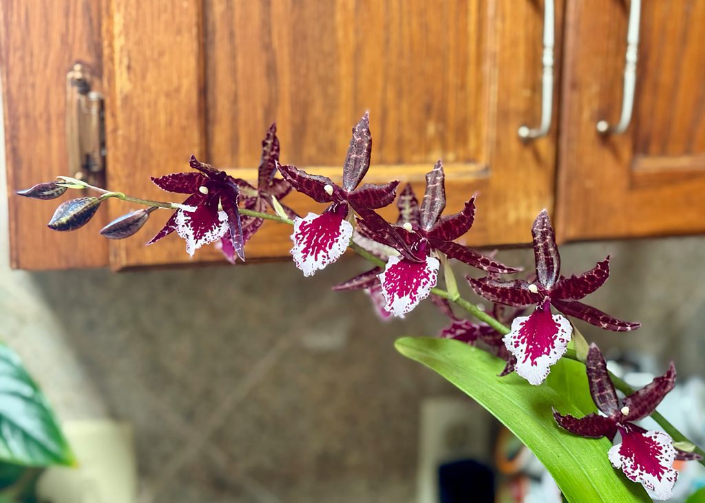 With proper care, orchids will flower again, often at the same time each year. This Oncidium hybrid blooms each Christmas. (Photo by MSU Extension/Eddie Smith)