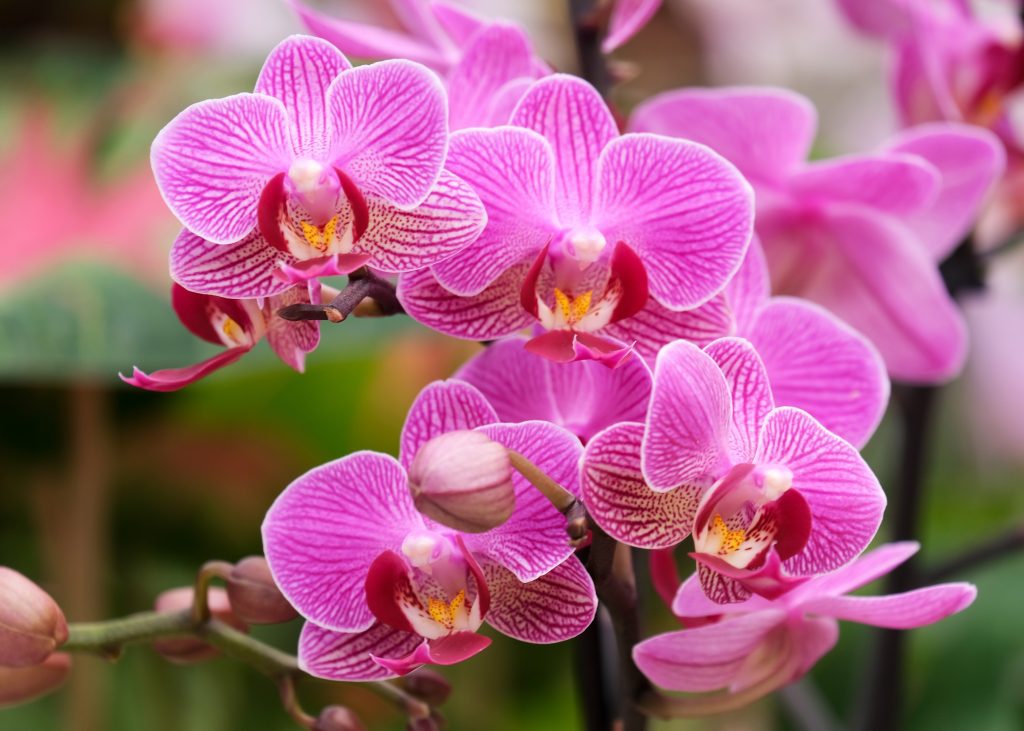 The Phalaenopsis orchid is the most popular type given as a gift at Valentine’s Day. (File photo by Adobe Stock/irairopa – stock.adobe.com)