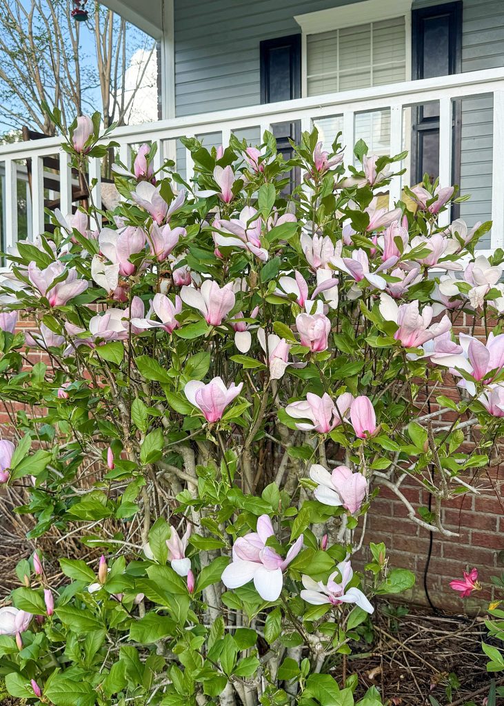 Jane is a Japanese magnolia with a slightly later flowering time. This can help it avoid late freezes that can damage flower buds. (Photo by MSU Extension/Eddie Smith)