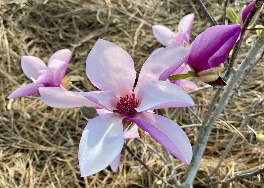 Japanese magnolias have large, goblet-shaped flowers that appear on bare branches, creating a dramatic display that’s hard to miss. (Photo by MSU Extension/Eddie Smith)