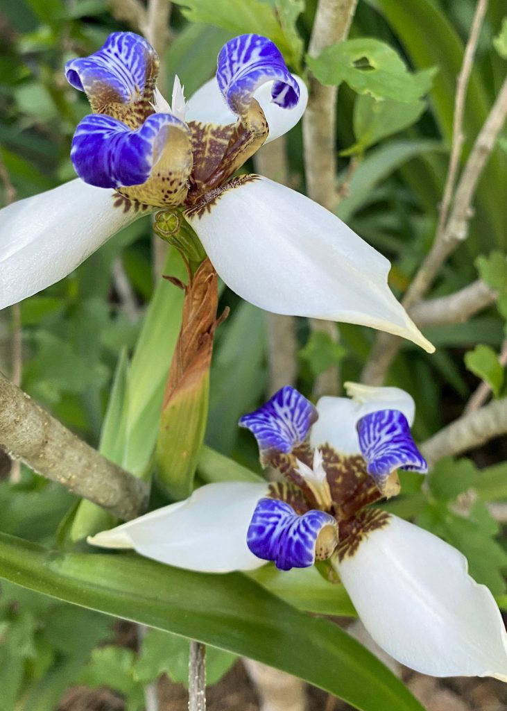 The blooms of walking iris are often mistaken for orchids and only last a single day. (Photo by MSU Extension/Eddie Smith)