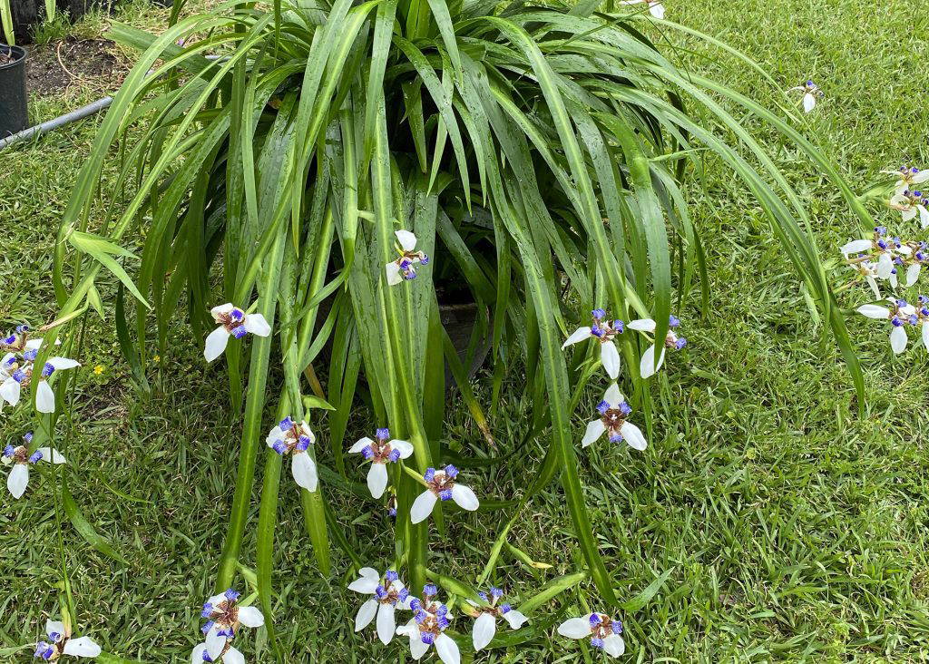 The walking iris has graceful, arching foliage and blooms that steal the show. (Photo by MSU Extension/Eddie Smith)