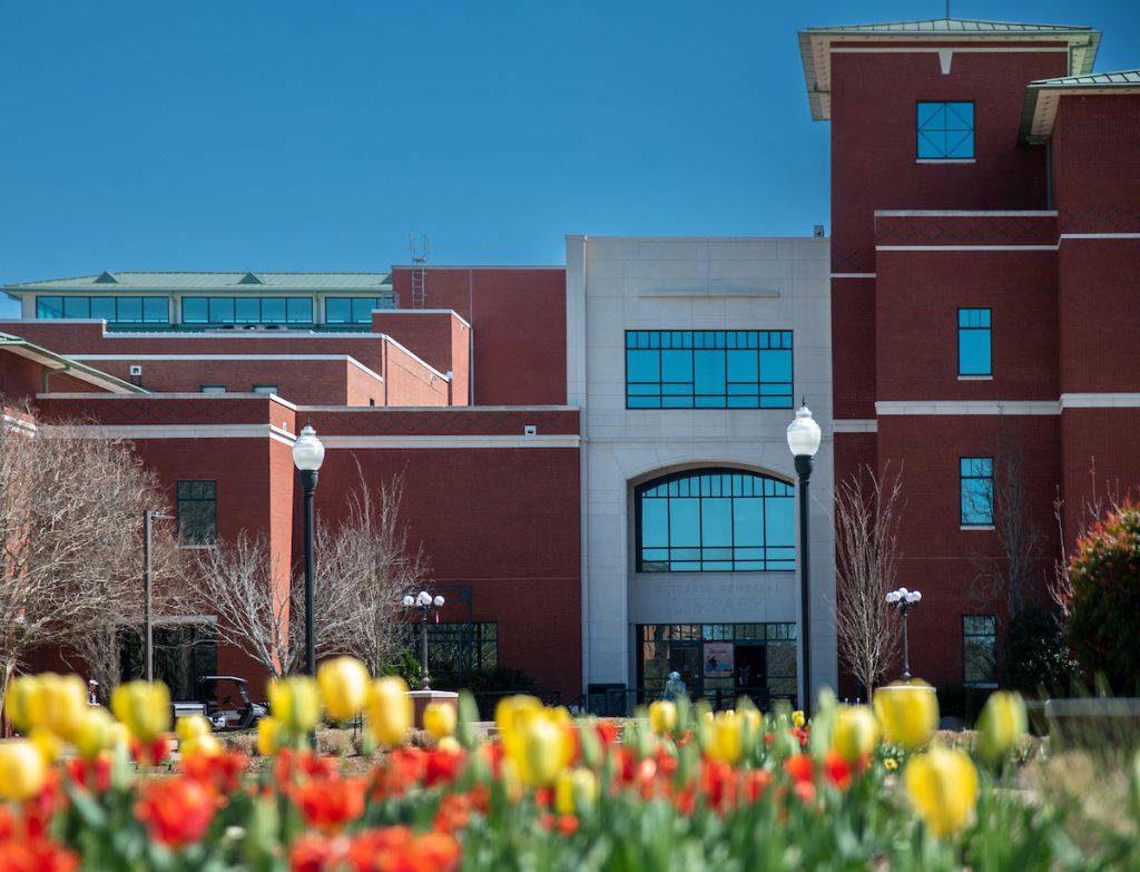 Tulips bloom in front of MSU’s Mitchell Memorial Library. The prestigious Association of Research Libraries has invited MSU Libraries to join the elite group of some 125 research university libraries, effective July 1. (Photo by Emily Grace McCall)