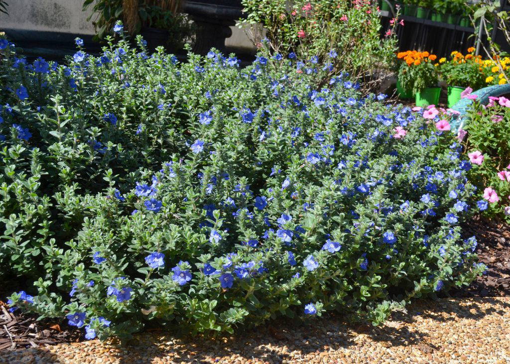 Blue My Mind Evolvulus is a low-growing plant that produces sky-blue flowers that create a cooling effect during hot summer weather. (Photo by MSU Extension/Eddie Smith)