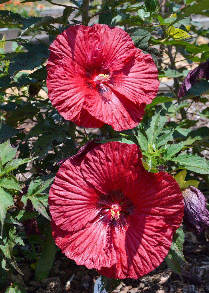 Summerific Garnet Globes Hardy hibiscus is a perennial that produces large, deep garnet-red flowers all summer. (Photo by MSU Extension/Eddie Smith)