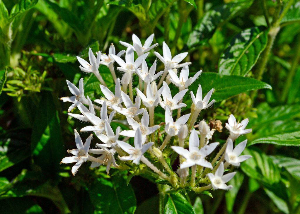 The clean, elegant blooms of Butterfly white pentas stand out beautifully against green foliage and combine well with other flowering plants. (Photo by MSU Extension/Eddie Smith)
