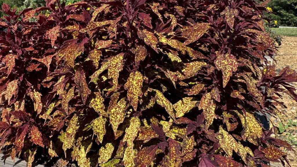 Modern coleus varieties such as this ColorBlaze Pepper Flakes Coleus are great examples of plants that put on a spectacular summer show with foliage. (Photo by MSU Extension/Eddie Smith)