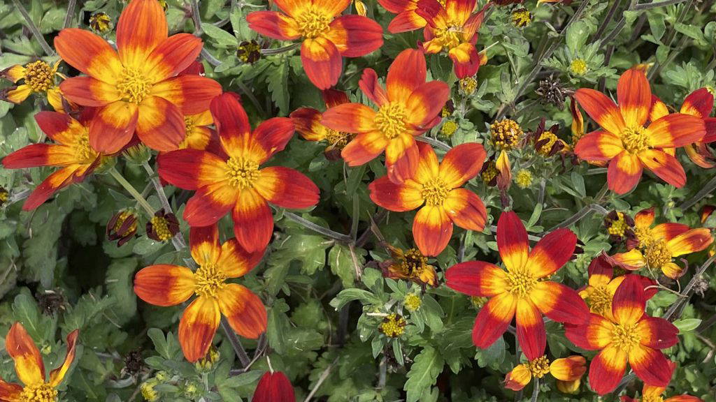 Native bidens such as this Campfire Red Ember are warm-season annuals that ask for very little and give much in return. (Photo by MSU Extension/Eddie Smith)