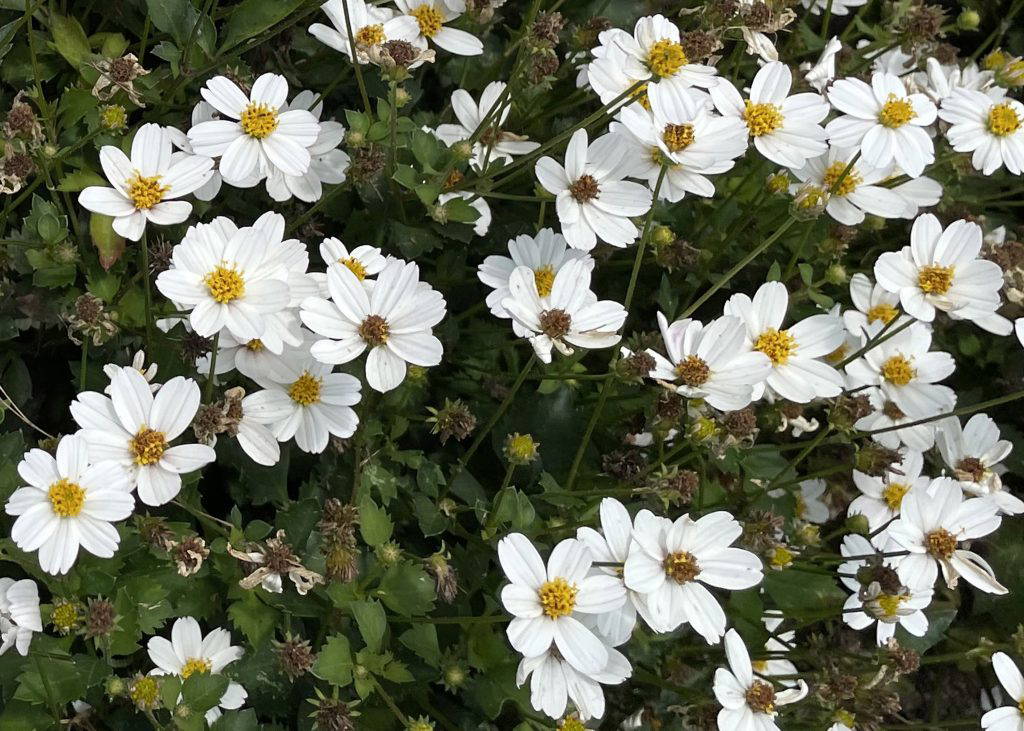 These Campfire Marshmallow bidens are largely self-cleaning, as spent blooms naturally drop away as new flowers develop. (Photo by MSU Extension/Eddie Smith)