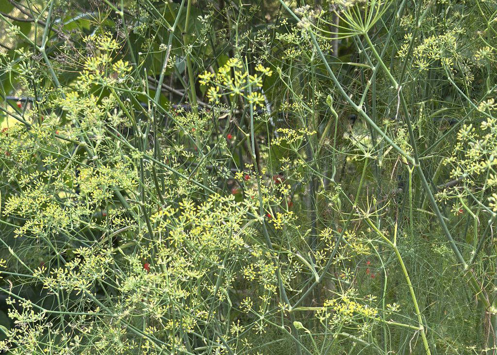 Fennel is a familiar culinary herb that is a favorite host for the Eastern black swallowtail butterfly. (Photo by MSU Extension/Eddie Smith)